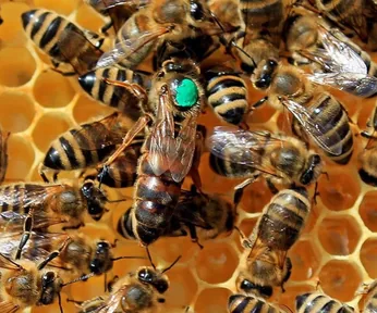 Abeja reina fecundada y marcada