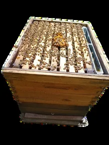 Núcleo de abejas de cuatro cuadros con reina fecundada sin empaque