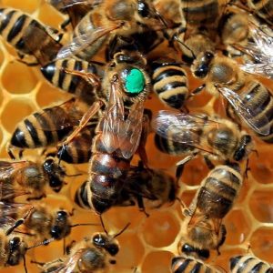 Abeja reina fecundada y marcada