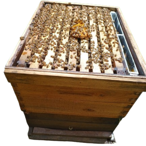 Núcleo de abejas de cuatro cuadros con reina fecundada sin empaque